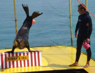 Ι. Μποτετζάγιας: Η καταδίκη για τη χρήση θαλάσσιων λεόντων ως κλόουν στην Κέρκυρα θα βοηθήσει να τερματιστεί η εκμετάλλευση των δελφινιών στο Αττικό